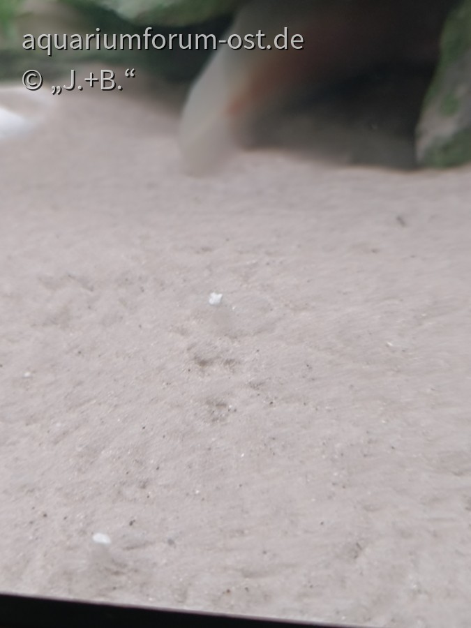 Axolotl Spermakegel