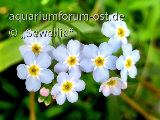 Sumpf-Vergissmeinnicht Blüten (Myosotis palustris)