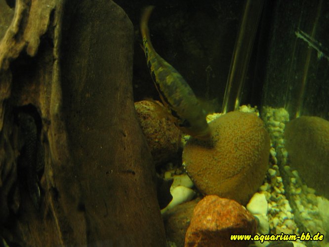 Parachromis loisellei mit Laich