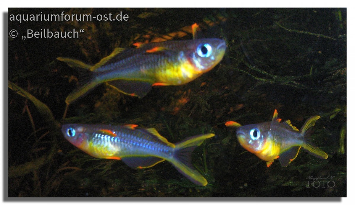 Gabelschwanz-Blauaugen (Pseudomugil furcatus), male