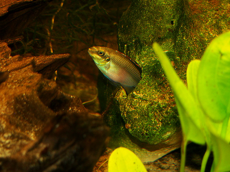 Pelvicachromis pulcher - Männchen bewacht das Gelege