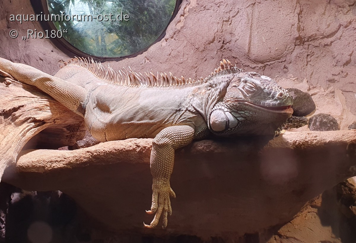 Iguana nach einer anstrengenden Zoo-Nacht