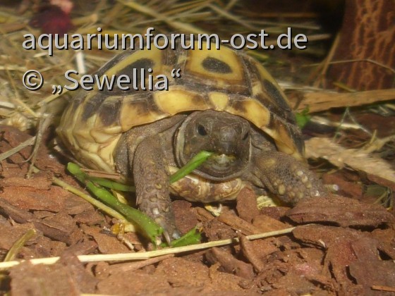 Griechische Landschildkröte (Testudo hermanni boettgeri)