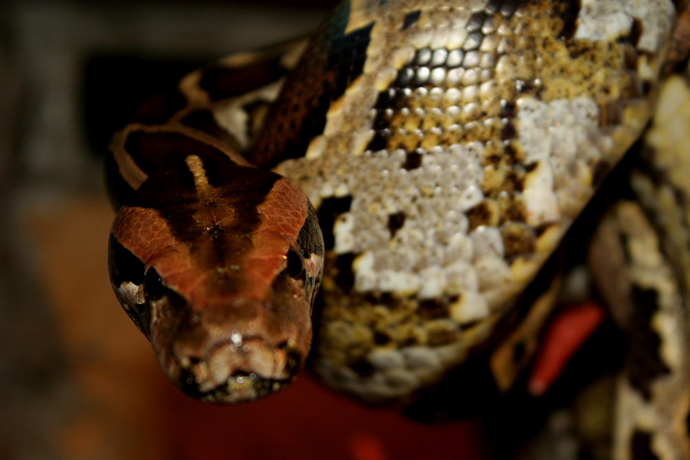 Python molorus bivittatus