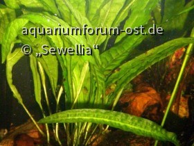 Javafarn (Microsorum pteropus)