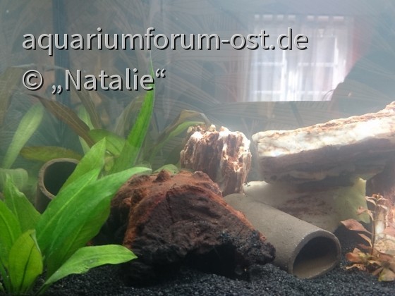 Neues Aquarium, milchiges Wasser