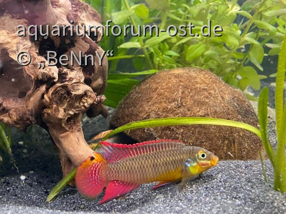 Pelvicachromis Kribensis "Dehane"