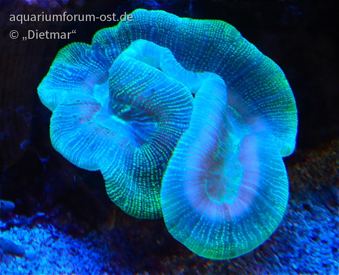 Faszination Fluoreszenz der Steinkorallen