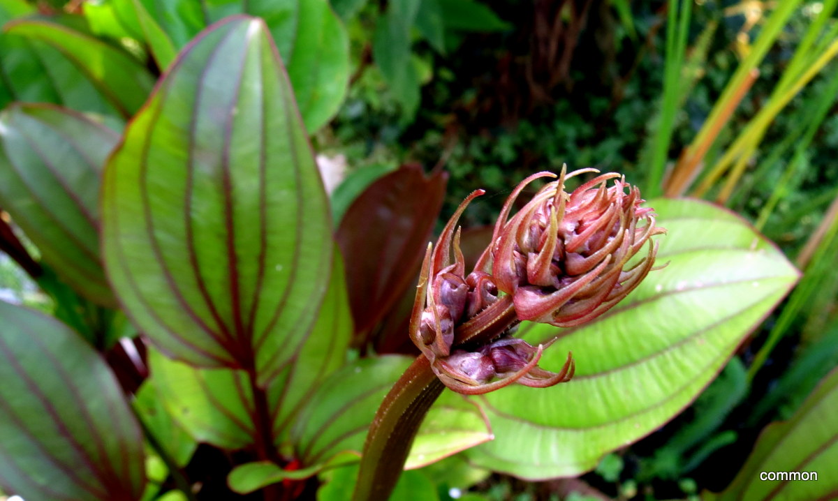 Freiland-Echinodorus, Amazonasschwertpflanzen