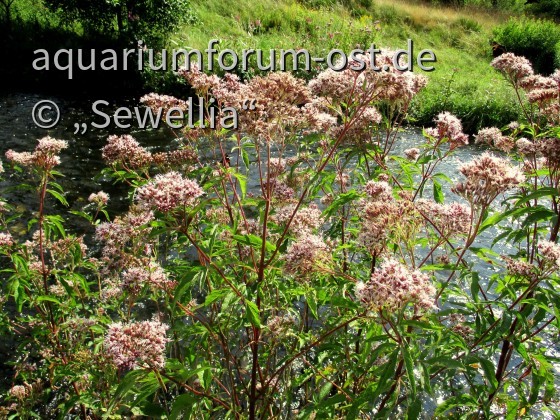 Wasserdost (Eupatorium cannabinum)