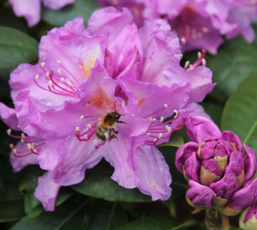 Hummelflug im Rhododendron