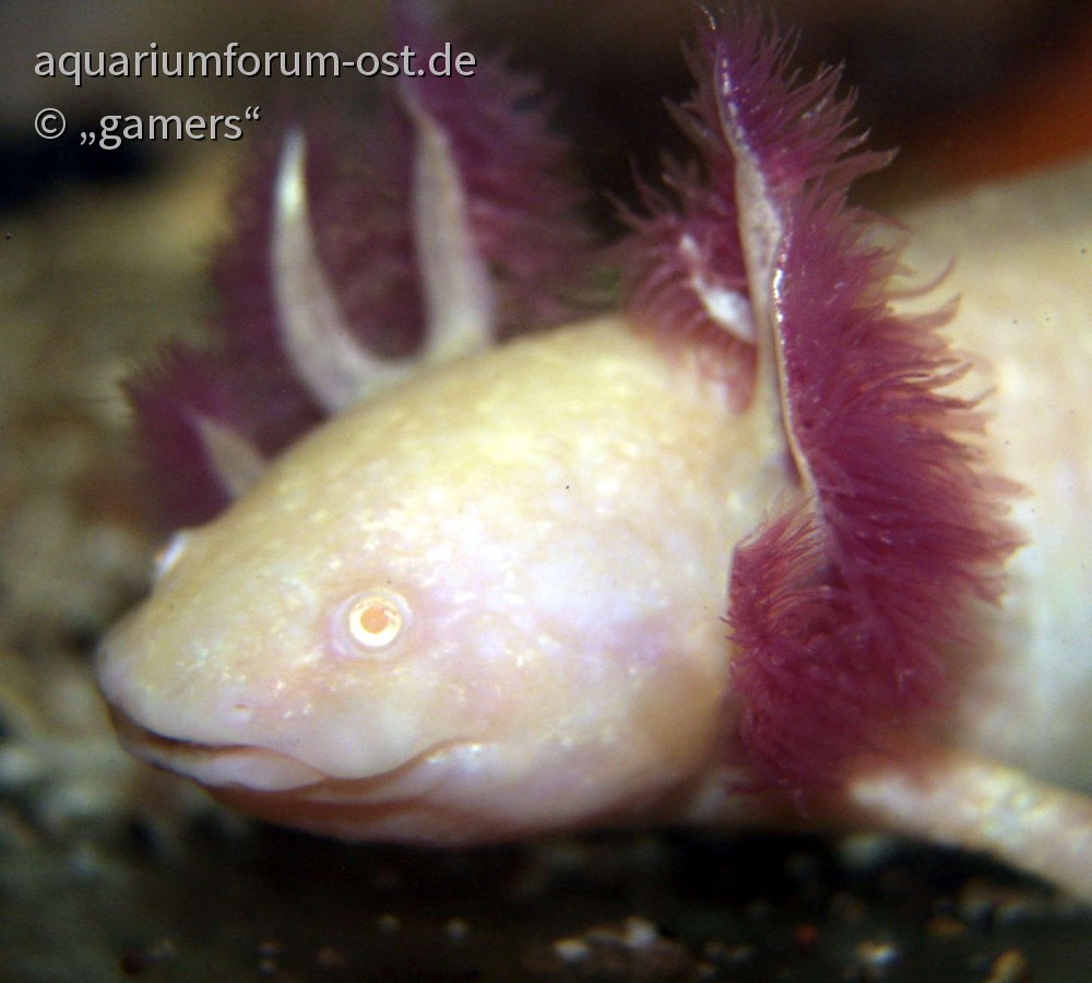 Axolotl weiss - Aquarium-Forum aus dem Osten ohne Grenzen - freundlich