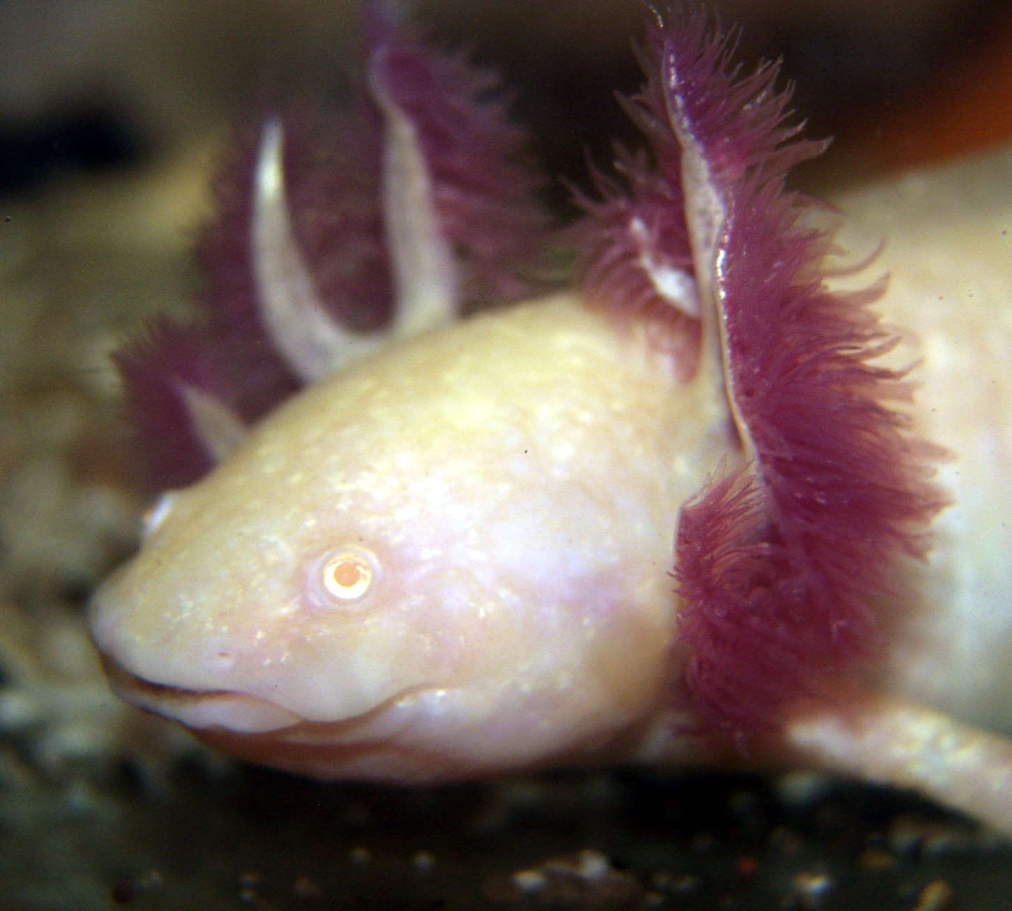 Axolotl weiss - Aquarium-Forum aus dem Osten ohne Grenzen - freundlich