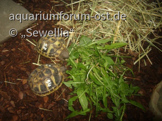 Griechische Landschildkröten - Testudo hermanni boettgeri