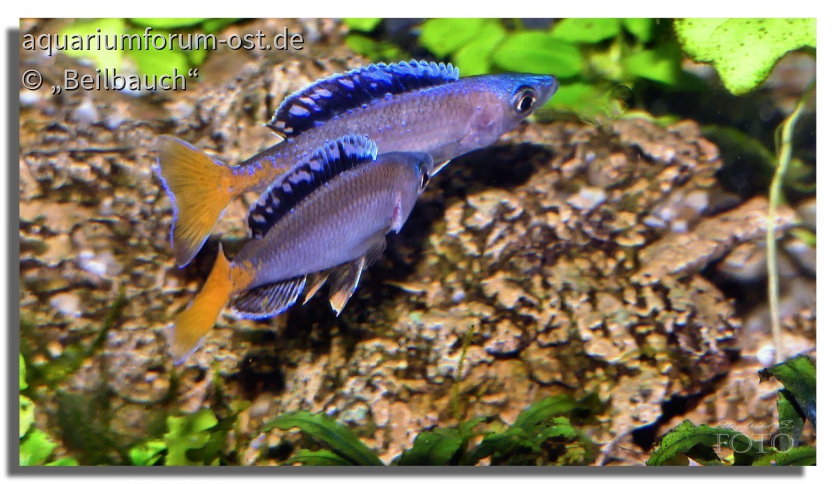 Rangordnungskämpfe bei Cyprichromis leptosoma Mpulungu male > male
