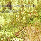 Trompetenflechte Cladonia fimbriata