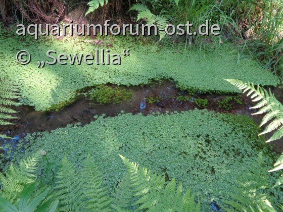 Stielfrüchtiger Wasserstern (Callitriche brutia) Habitus