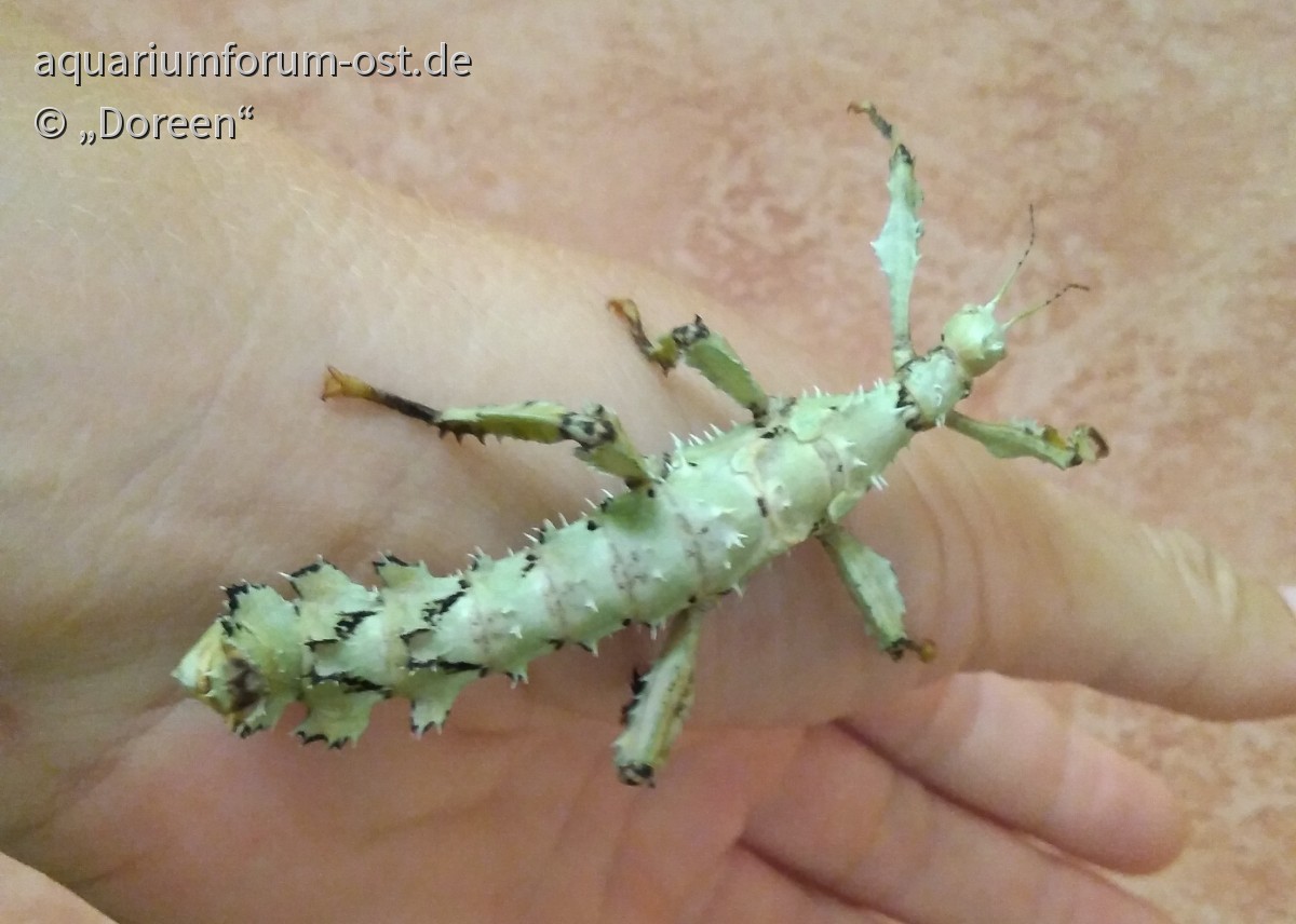 Extatosoma tiaratum "Lichen" - Australische Gespenstschrecke "Flechtenform"