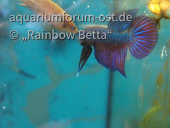 Betta smaragdina LONG FIN