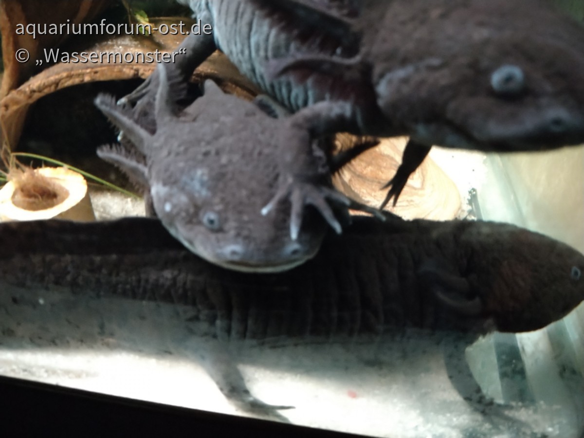 Axolotl - "Akrobatik" Teil 2 in Nahaufnahme