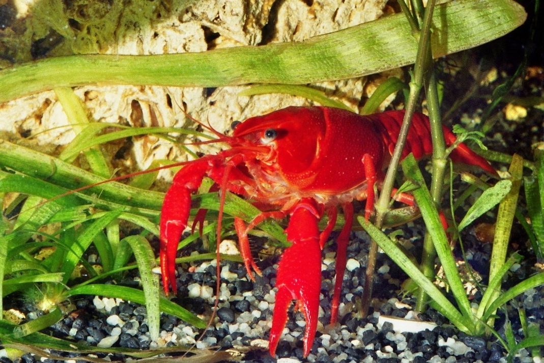 Rote Amerikanische Sumpfkrebs (Procambarus clarkii)