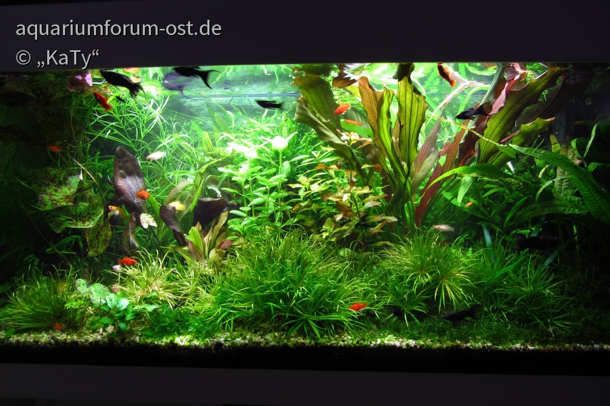 180 Liter Aquarium im Jugendzimmer