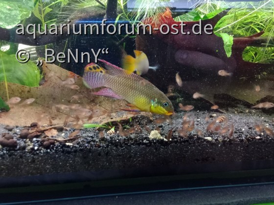 Pelvicachromis Kribensis "Bidou Konya"