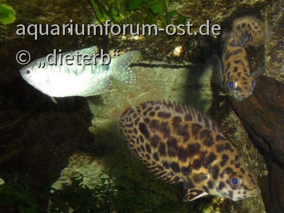 Leopardbuschfische und Blauer Fadenfisch