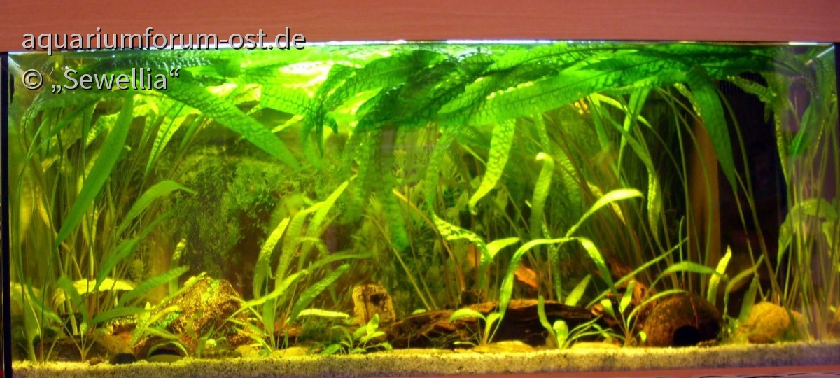 Juwel Aquarium Rio 180 mit Cryptocoryne aponogetifolia
