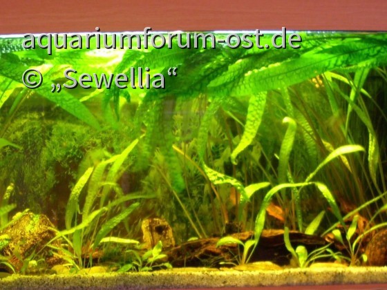 Juwel Aquarium Rio 180 mit Cryptocoryne aponogetifolia