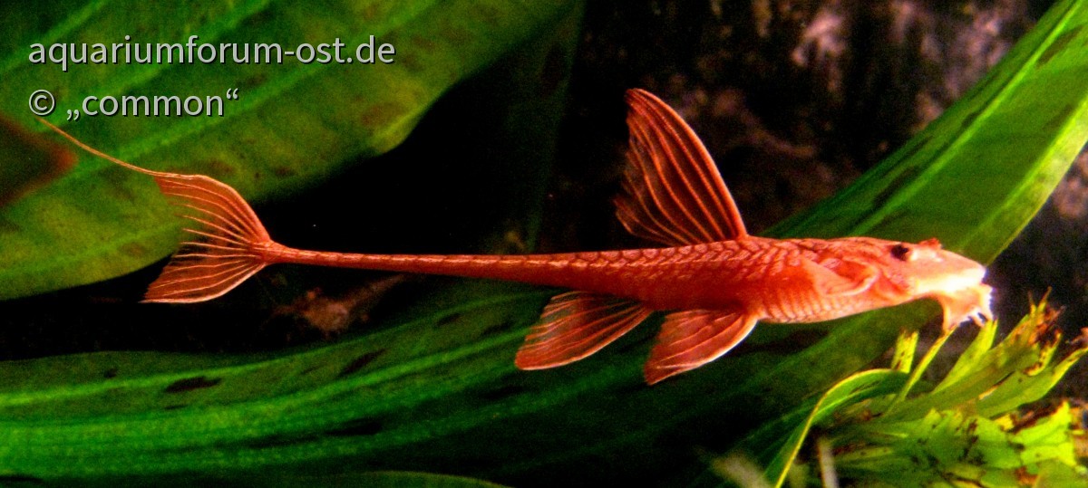 roter Hexenwels, Leliella sp. "rot"