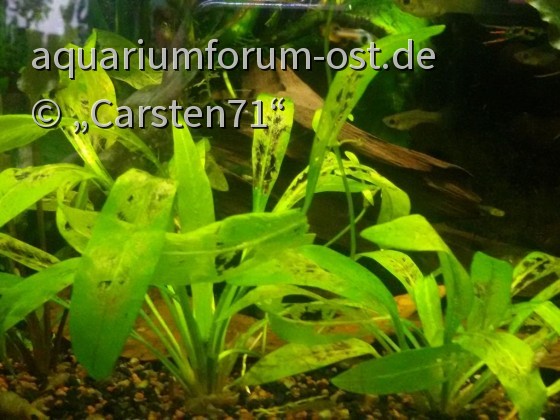 Helanthium bolivianum emers aufgezogen und seit 2 Wochen im Becken