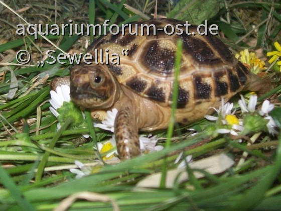 Weibliche Russische Vierzehenlandschildkröte - Testudo horsfieldii