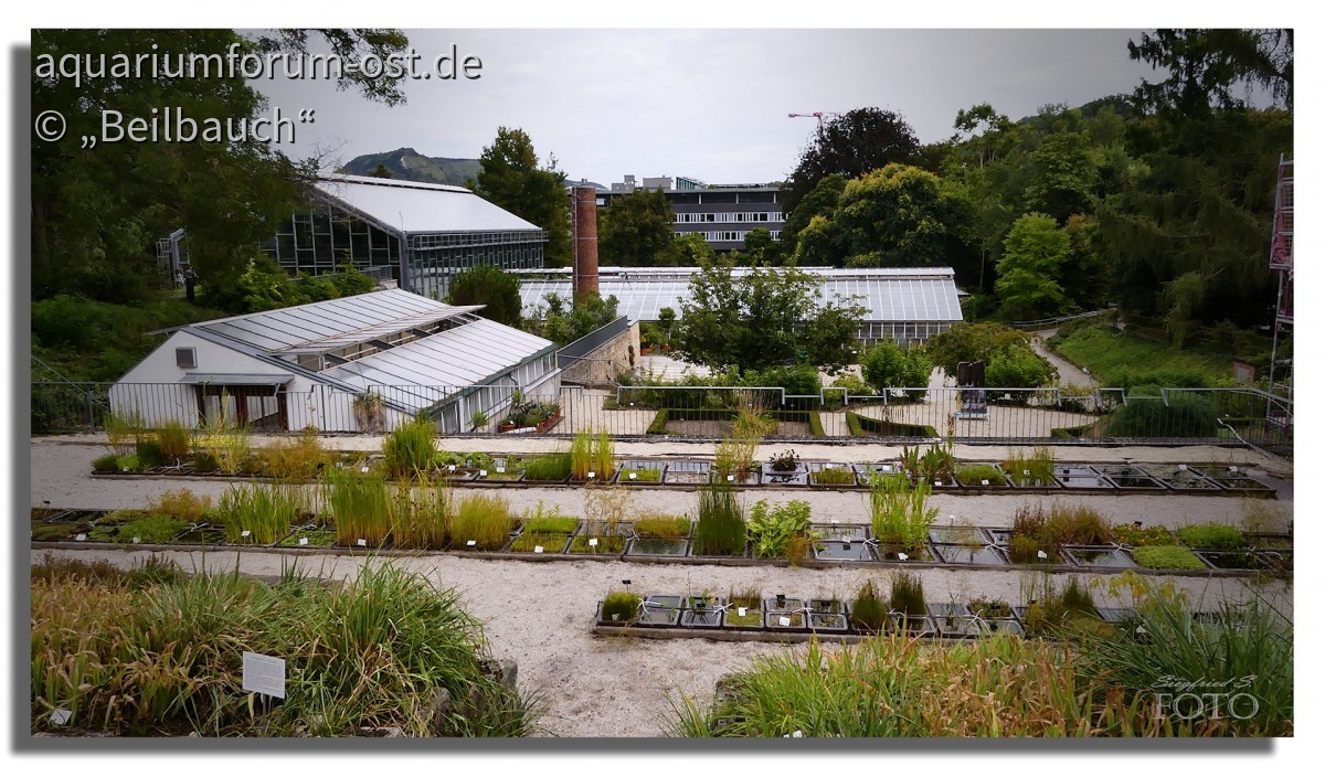 Blick auf die Sumpfpflanzen - Anlage im Botanischen Garten Jena