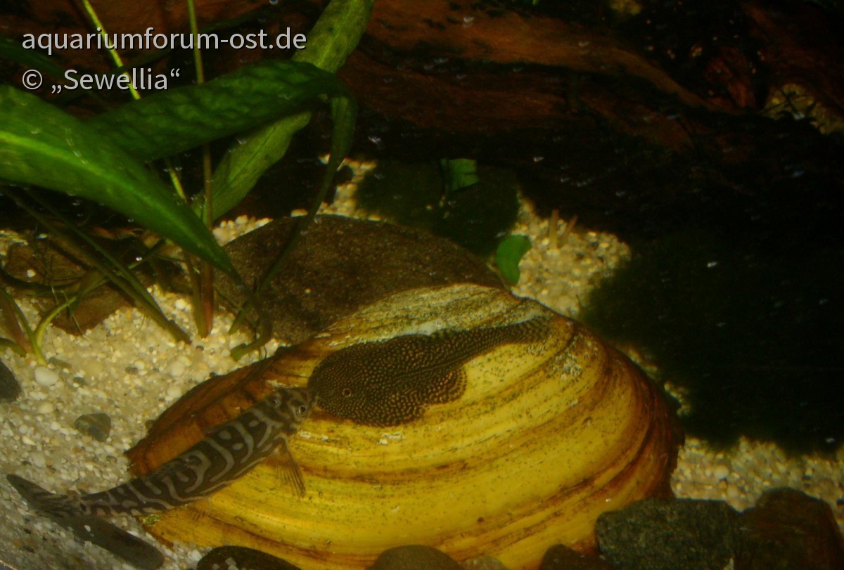 Begegnung auf einer Großen Teichmuschel - Mesonoemacheilus triangularis und Sewellia sp. spotted
