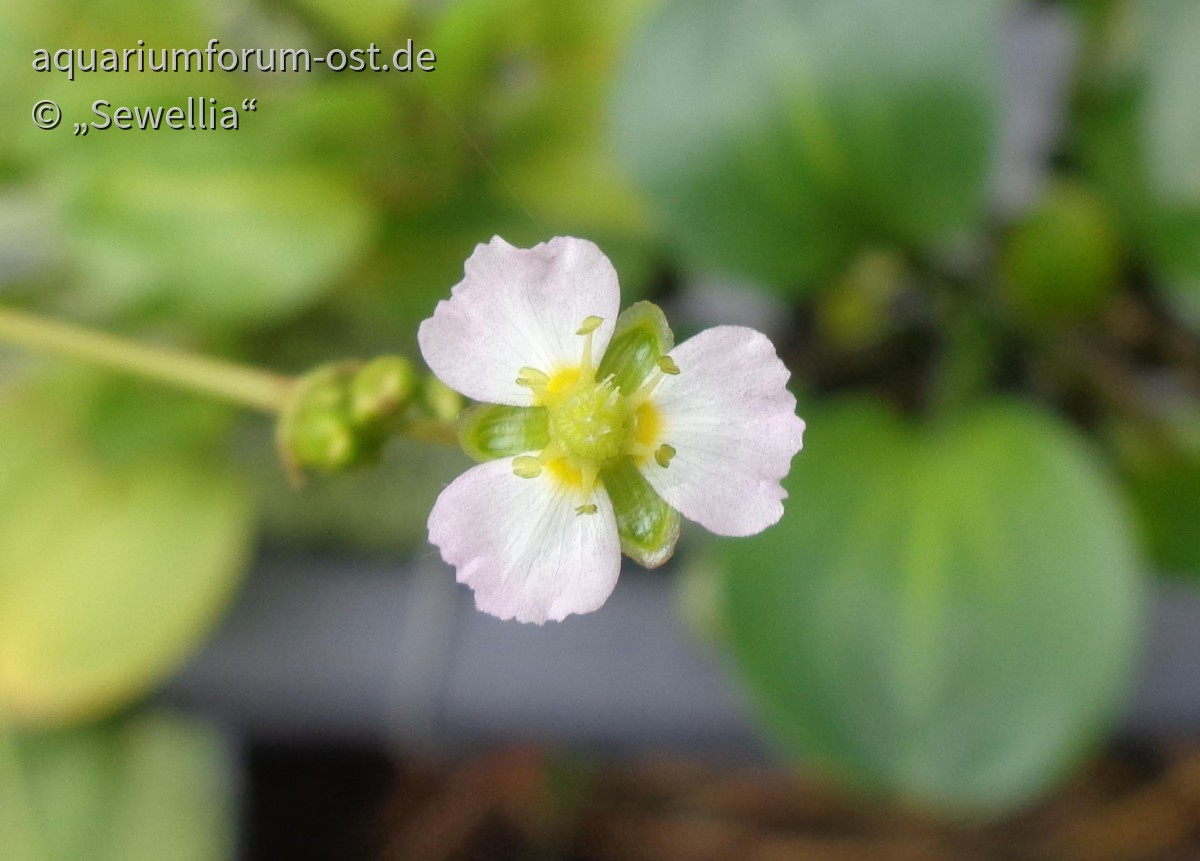 Rundblättriger Froschlöffel (Alisma parviflora) Blüte