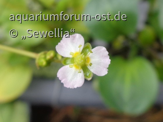 Rundblättriger Froschlöffel (Alisma parviflora) Blüte