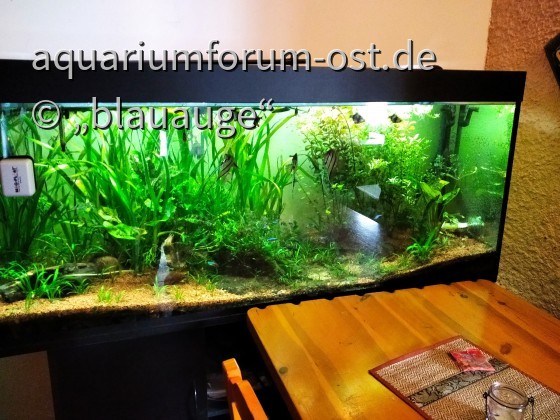 Kneipen-Aquarium Prebuš