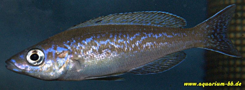 Cyprichromis mikrolepidotus.jpg