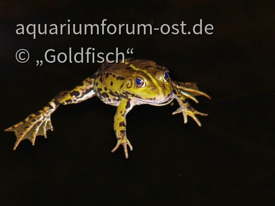 Der Teichfrosch (Pelophylax kl. esculentus) Nachtaufnahme