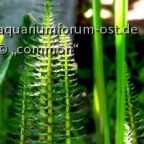 Tannenwedel- attraktive Pflanze für den Gartenteich