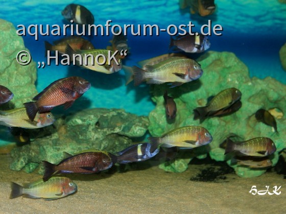 Aquarium-Ausschnitt