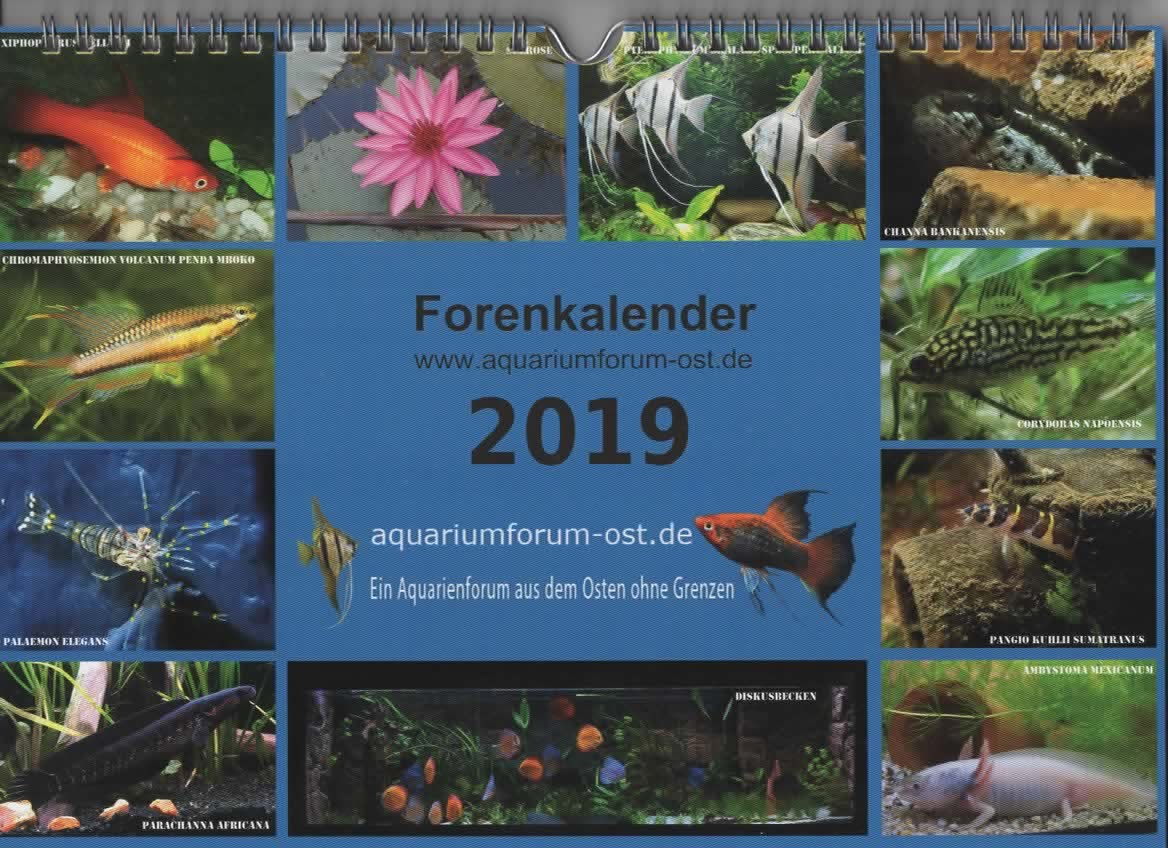 Forenkalender Aquarium-Forum Ost 2019
