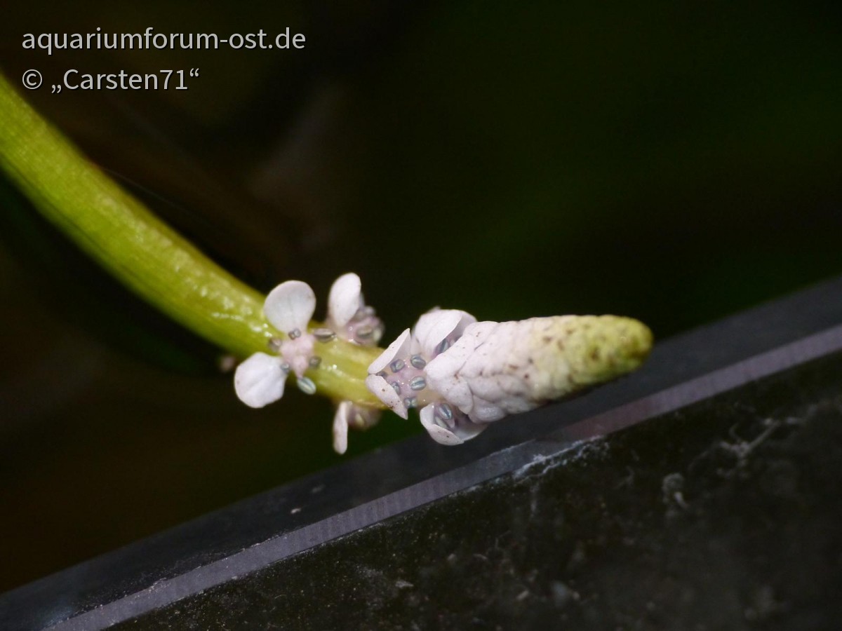 Blüte Aponogeton undulatus