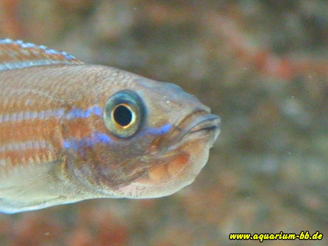 Paracyprichromis nigripinnis "Blue Neon" Weibchen mit Eiern