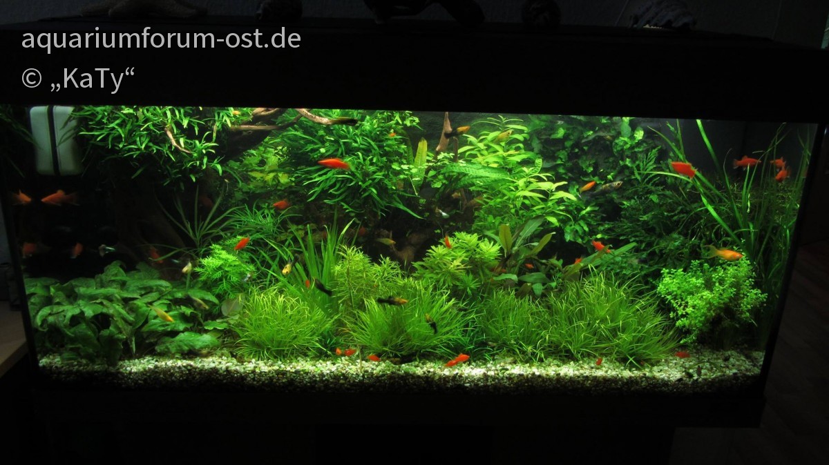 Jugendzimmer-Aquarium 2014