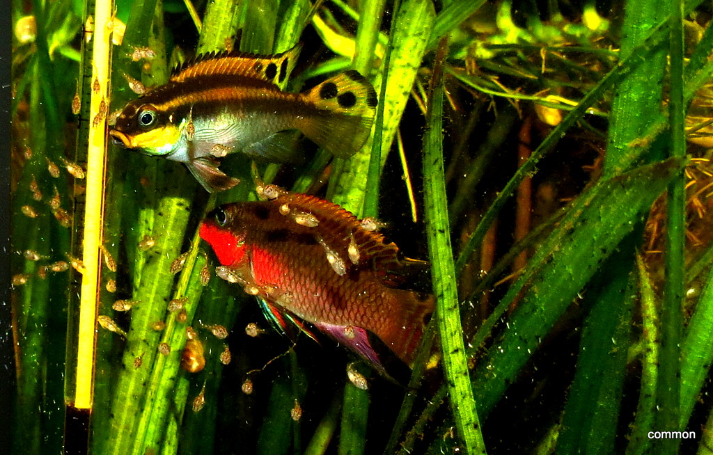 Pelvicachromis taeniata (Nigeria red)