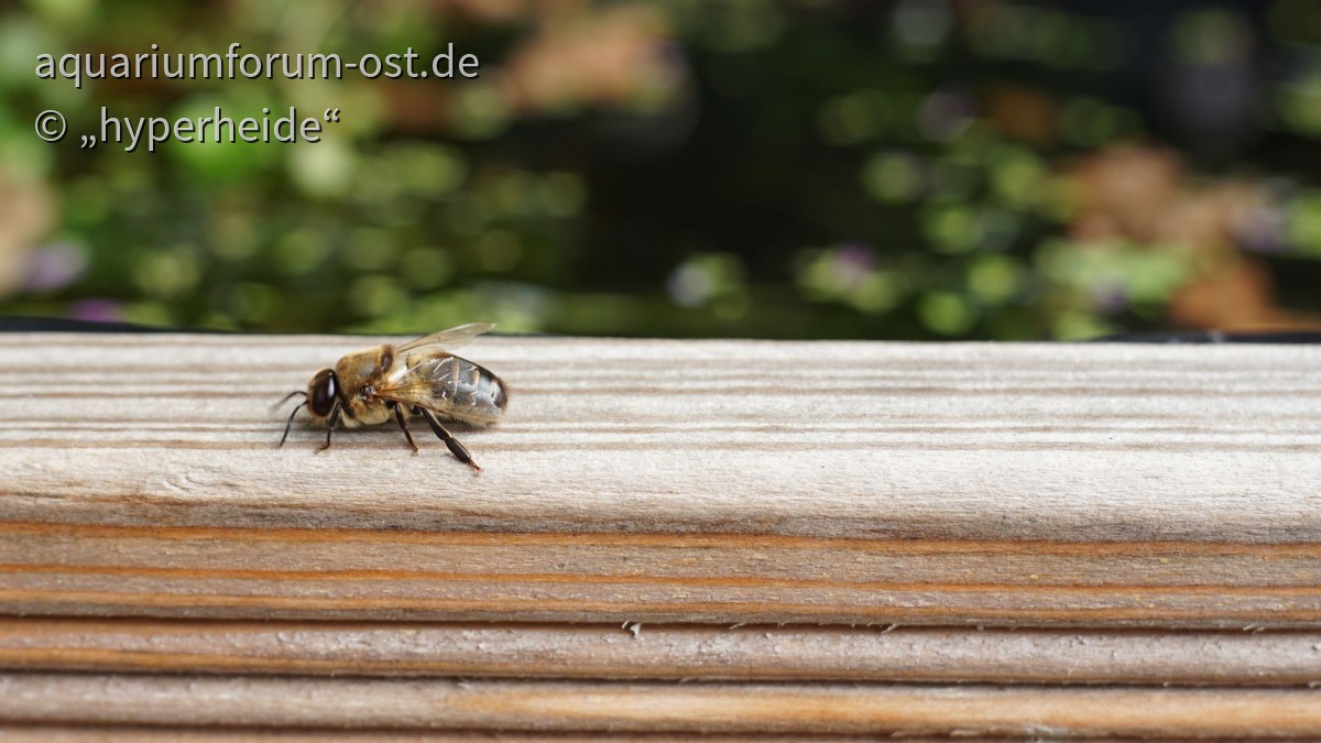 männliche (?) Biene an meinem Terrassenkübel
