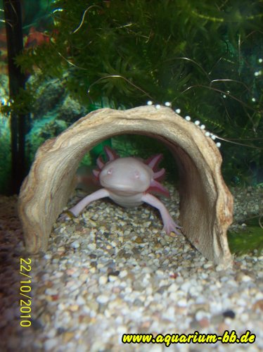 Albino-Axolotl in Höhle