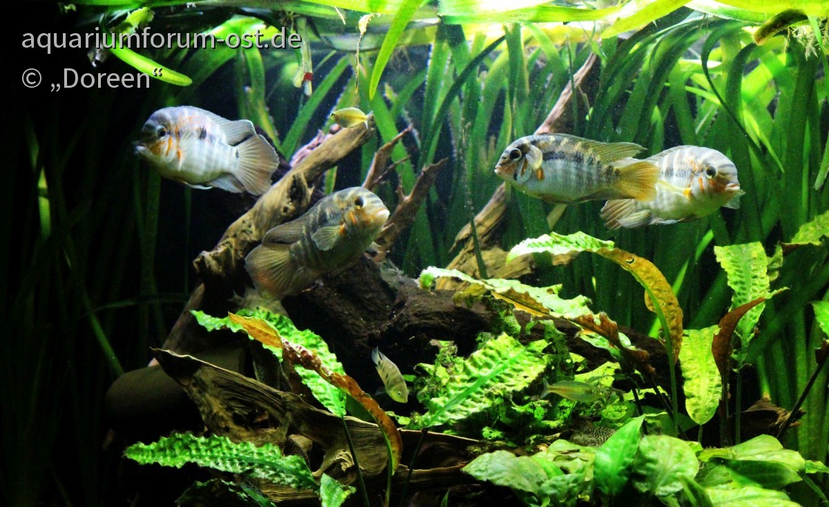 Krobia xinguensis - im 450 Liter Aquarium